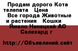  Продам дорого Кота-телепата › Цена ­ 4 500 000 - Все города Животные и растения » Кошки   . Ямало-Ненецкий АО,Салехард г.